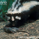 Illustration for article titled Monday Mustelid - Ictonyx striatus Edition